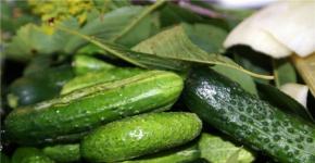 Salting cucumbers for the winter in barrels