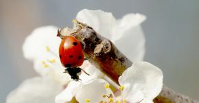 God's box Ladybug. Description of the insect with photos and video