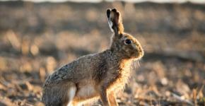 What can you tell a child about hares