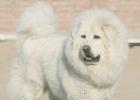 White fluffy dogs (photo)