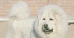 White fluffy dogs (photo)