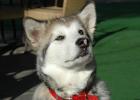 Alaskan Malamute - breed description, characteristics, care, photos of malamute and much more