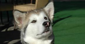 Alaskan Malamute - breed description, characteristics, care, photos of malamute and much more