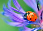 How does a yellow ladybug differ from a red one?