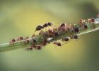 100 ir 1 būdų, kaip atsikratyti skruzdėlių sode ir jūsų sklype