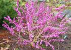 Wolfberry - ornamental shrub
