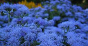 Ageratum flower: description, features of cultivation in open ground