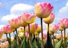 What does a tulip symbolize and where is its homeland located?