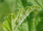 There is a white coating on gooseberries, or How to defeat gooseberry powdery mildew