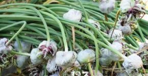 Planting garlic - growing, care, harvesting, storage