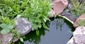 How to make an artificial pond at the dacha from a bathtub