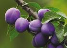 Causes of drying plums