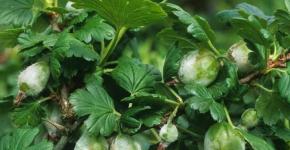 Measures to combat American milder dew gooseberry