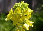 Black mustard: description of the variety, beneficial properties, application, photo