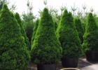 Canadian spruce conika: features of planting and care