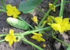 Why are there a lot of barren flowers on cucumbers in the greenhouse?