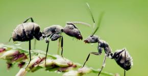 Seznam učinkovitih zdravil in ljudskih receptov proti vrtnim mravljam