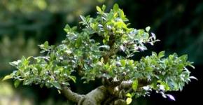 Ficus nüri: kasvab seemnetest bonsai jaoks