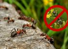 Kako se za vedno znebiti mravelj na vrtu