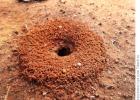 Ants: tõhusad sipelgatõrjemeetodid