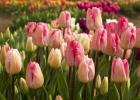Тюльпан – описание