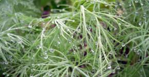 How to treat dill against powdery mildew?