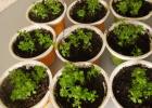 Saxifraga: proper planting and care
