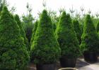 Canadian spruce Konica - planting and care