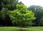Didinga ir įprasta katalpa - sodo dizaino medis