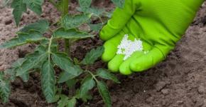 Fertilizzante superfosfato - caratteristiche del prodotto minerale e istruzioni per l'uso