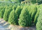 Canadian spruce: planting and care