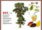 Guobos medis, aprašymas ir nuotrauka: guobos vaisiai ir lapai, kaip ji atrodo