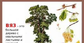 Дерево вяз, описание и фото: плоды и листья вяза, как выглядит