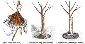 Replanting plums in the fall - how to replant correctly