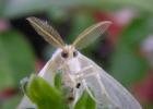 Чем опасна американская белая бабочка и как уберечь от нее свой участок?