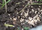 Kako odstraniti mravlje z vrta: hitro in za vedno