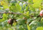 What to do if the gooseberries are covered with a brown coating?