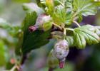 How to deal with powdery mildew on gooseberries