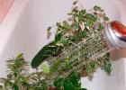 Ficus Natasha: cultivation and care