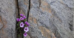 Saxifragas for rocky gardens