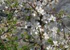 Planting and caring for sloe or damson plum