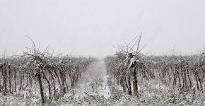 What is snow retention and how does it help plants?