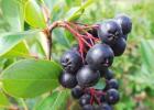 Plantar arbusto frutal de aronia chokeberry