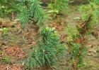 Secrets of growing konica spruce and caring for it