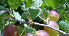 Gooseberries - powdery mildew, treatment, pruning