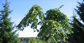 Elm: planting and care, types and varieties, photo